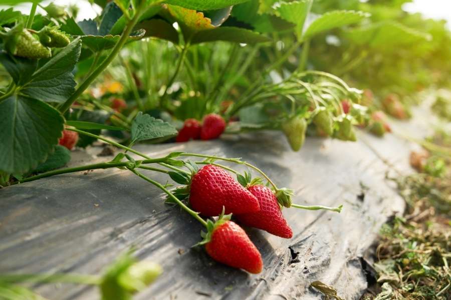 Des fraises rouges mûres et brillantes pendent d'un plant cultivé sur un sol recouvert de plastique noir.